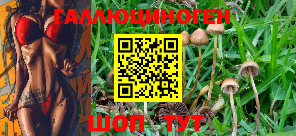 Псилоцибиновые грибы Psilocybe Октябрьский